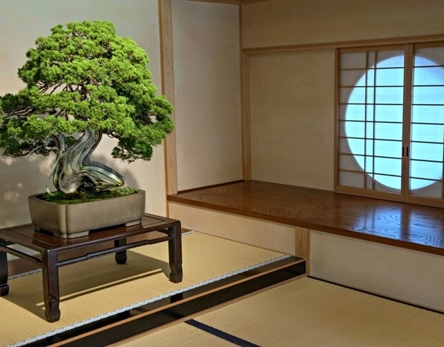 Cây bonsai là gì nguồn gốc phân loại và những loại cây đẹp