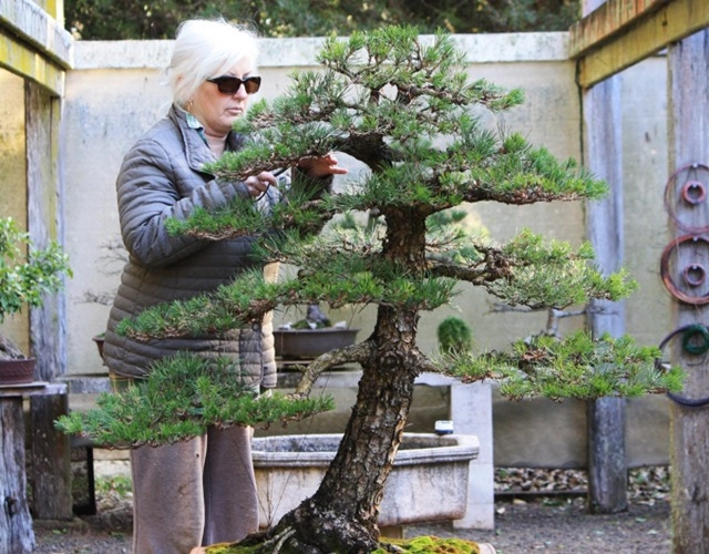 Cây bonsai là gì nguồn gốc phân loại và những loại cây đẹp