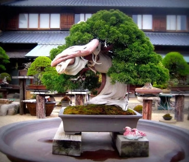 Cây bonsai là gì nguồn gốc phân loại và những loại cây đẹp