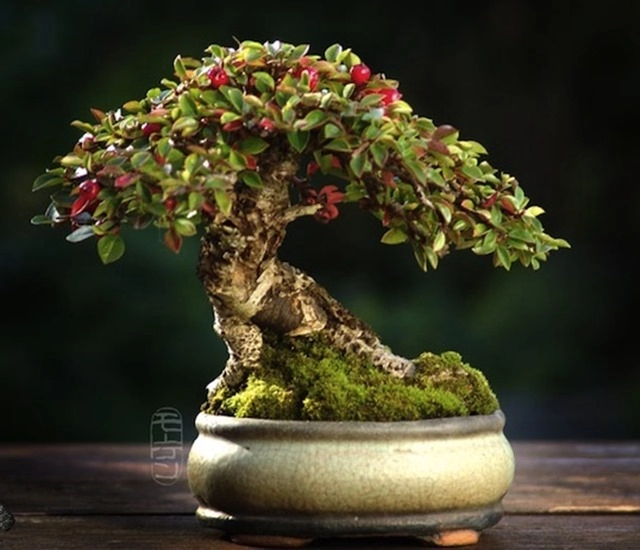 Cây bonsai là gì nguồn gốc phân loại và những loại cây đẹp