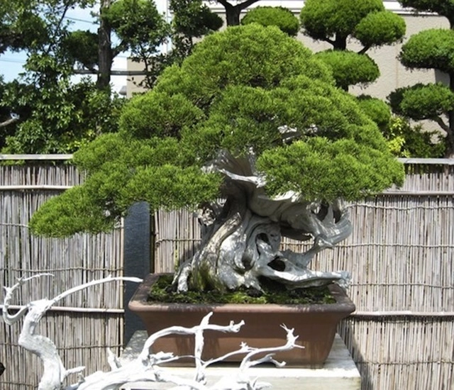 Cây bonsai là gì nguồn gốc phân loại và những loại cây đẹp