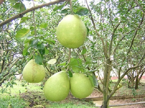 Cây bưởi đặc điểm công dụng cách trồng và chăm sóc cây ra nhiều quả