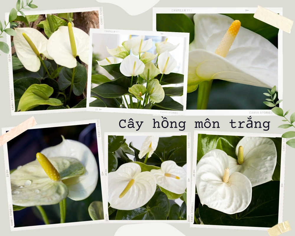 Cây hồng môn hợp mệnh tuổi nào ý nghĩa phong thủy trong đời sống