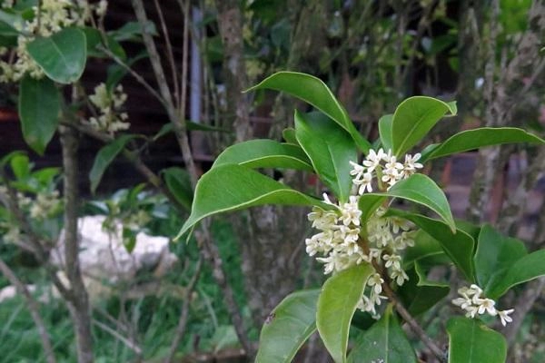 Cây mộc hương - ý nghĩa cách trồng và chăm sóc cho cây ra hoa đẹp