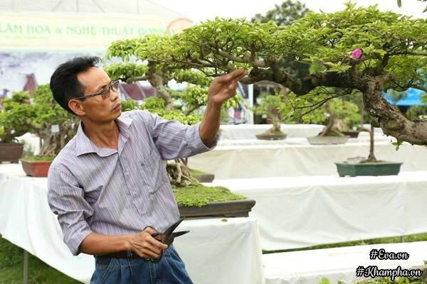 Chiêm ngưỡng những cây bonsai tiền tỷ độc nhất vô nhị ở hà nội