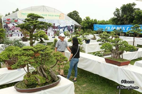 Chiêm ngưỡng những cây bonsai tiền tỷ độc nhất vô nhị ở hà nội