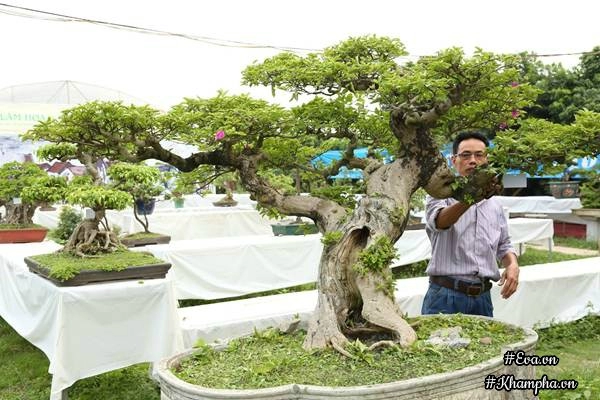 Chiêm ngưỡng những cây bonsai tiền tỷ độc nhất vô nhị ở hà nội