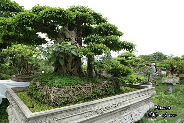 Chiêm ngưỡng những cây bonsai tiền tỷ độc nhất vô nhị ở hà nội