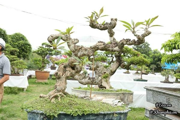 Chiêm ngưỡng những cây bonsai tiền tỷ độc nhất vô nhị ở hà nội