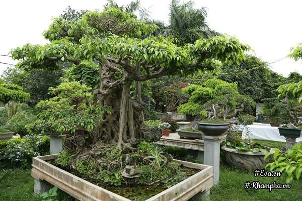 Chiêm ngưỡng những cây bonsai tiền tỷ độc nhất vô nhị ở hà nội