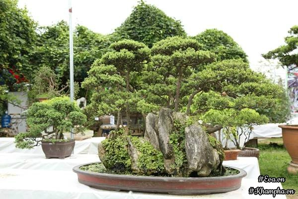 Chiêm ngưỡng những cây bonsai tiền tỷ độc nhất vô nhị ở hà nội