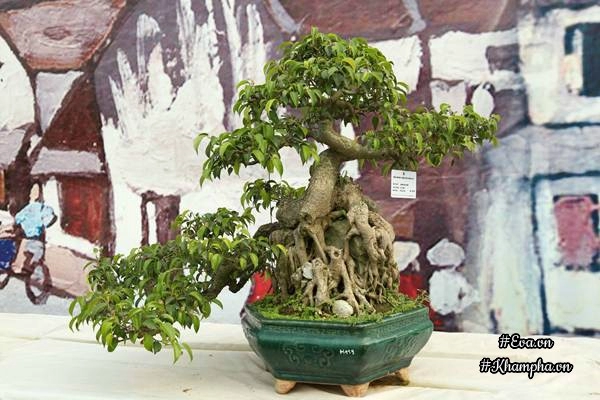 Chiêm ngưỡng những cây bonsai tiền tỷ độc nhất vô nhị ở hà nội