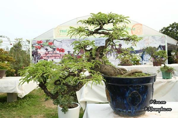 Chiêm ngưỡng những cây bonsai tiền tỷ độc nhất vô nhị ở hà nội