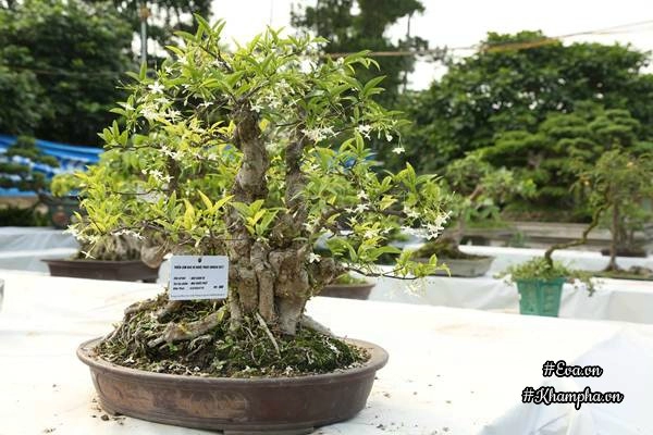 Chiêm ngưỡng những cây bonsai tiền tỷ độc nhất vô nhị ở hà nội