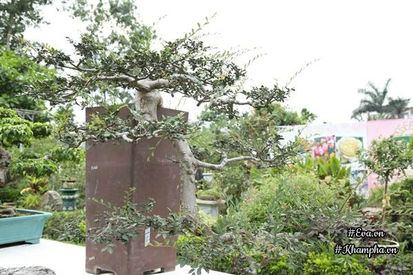 Chiêm ngưỡng những cây bonsai tiền tỷ độc nhất vô nhị ở hà nội