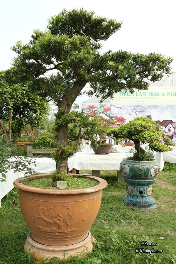 Chiêm ngưỡng những cây bonsai tiền tỷ độc nhất vô nhị ở hà nội