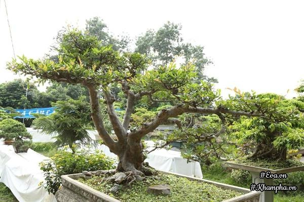 Chiêm ngưỡng những cây bonsai tiền tỷ độc nhất vô nhị ở hà nội