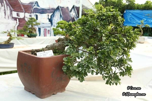 Chiêm ngưỡng những cây bonsai tiền tỷ độc nhất vô nhị ở hà nội