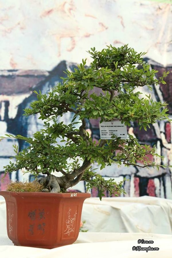 Chiêm ngưỡng những cây bonsai tiền tỷ độc nhất vô nhị ở hà nội