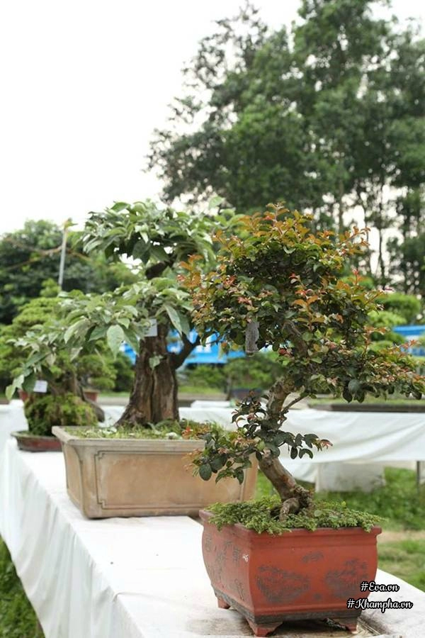 Chiêm ngưỡng những cây bonsai tiền tỷ độc nhất vô nhị ở hà nội