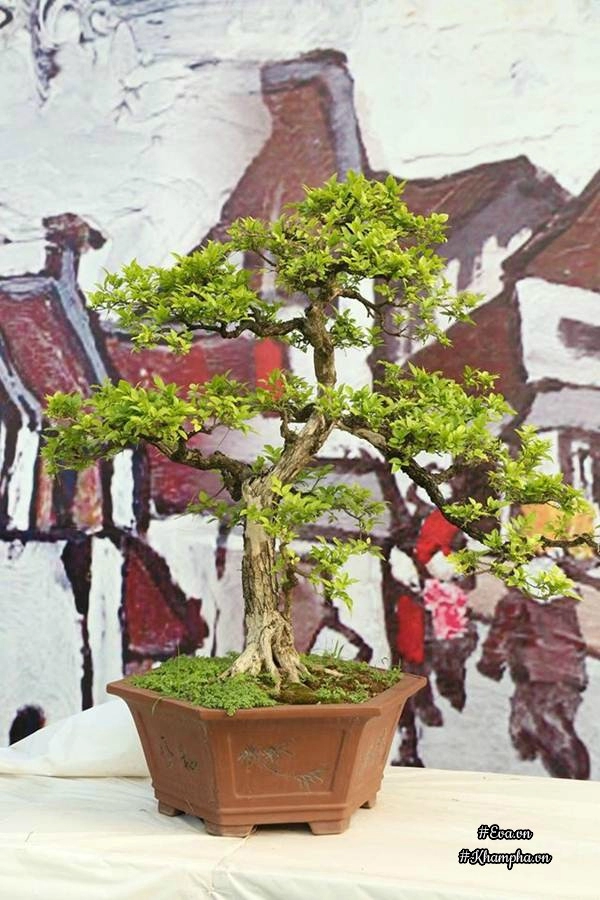 Chiêm ngưỡng những cây bonsai tiền tỷ độc nhất vô nhị ở hà nội