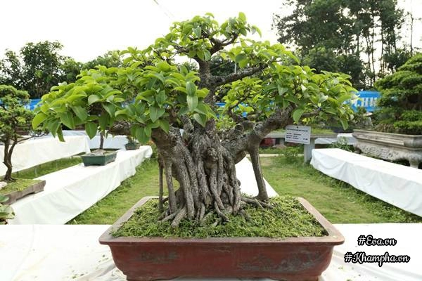 Chiêm ngưỡng những cây bonsai tiền tỷ độc nhất vô nhị ở hà nội