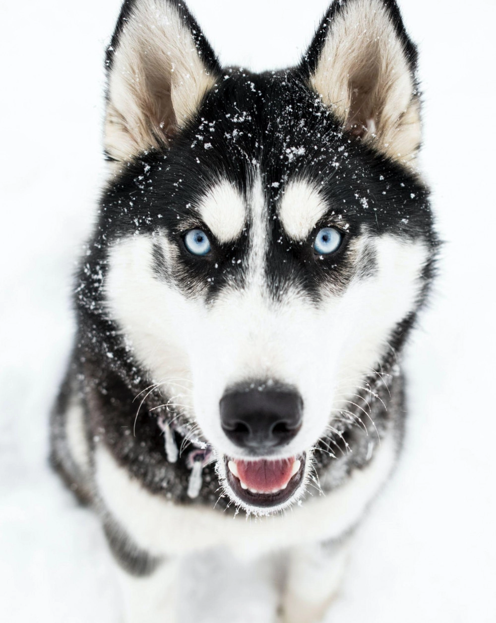 Chó husky - đặc điểm tính khí và cách nuôi tốt nhất