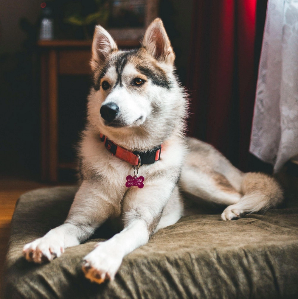 Chó husky - đặc điểm tính khí và cách nuôi tốt nhất