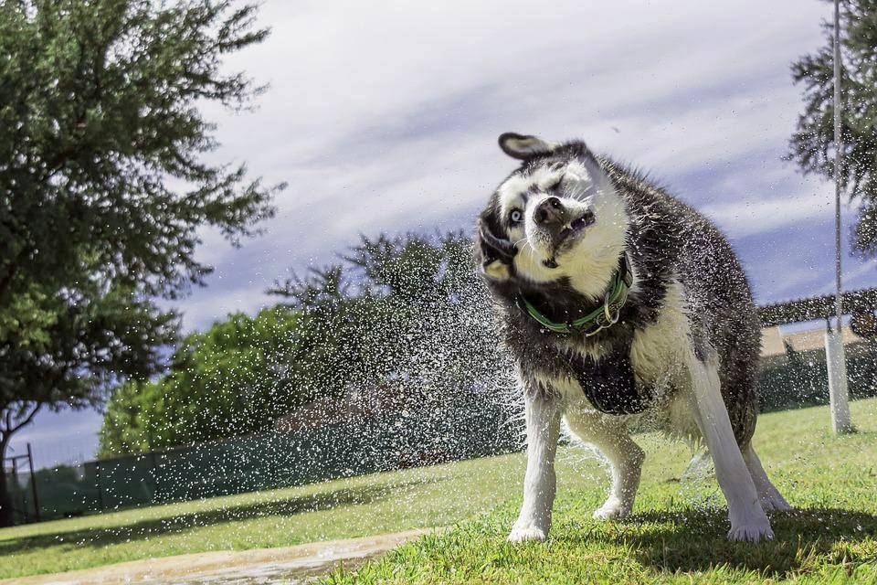 Chó husky - đặc điểm tính khí và cách nuôi tốt nhất