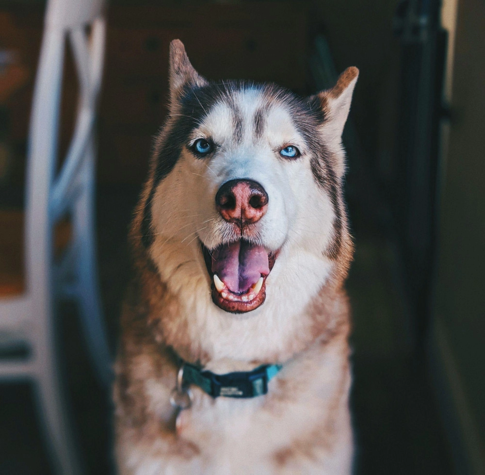Chó husky - đặc điểm tính khí và cách nuôi tốt nhất