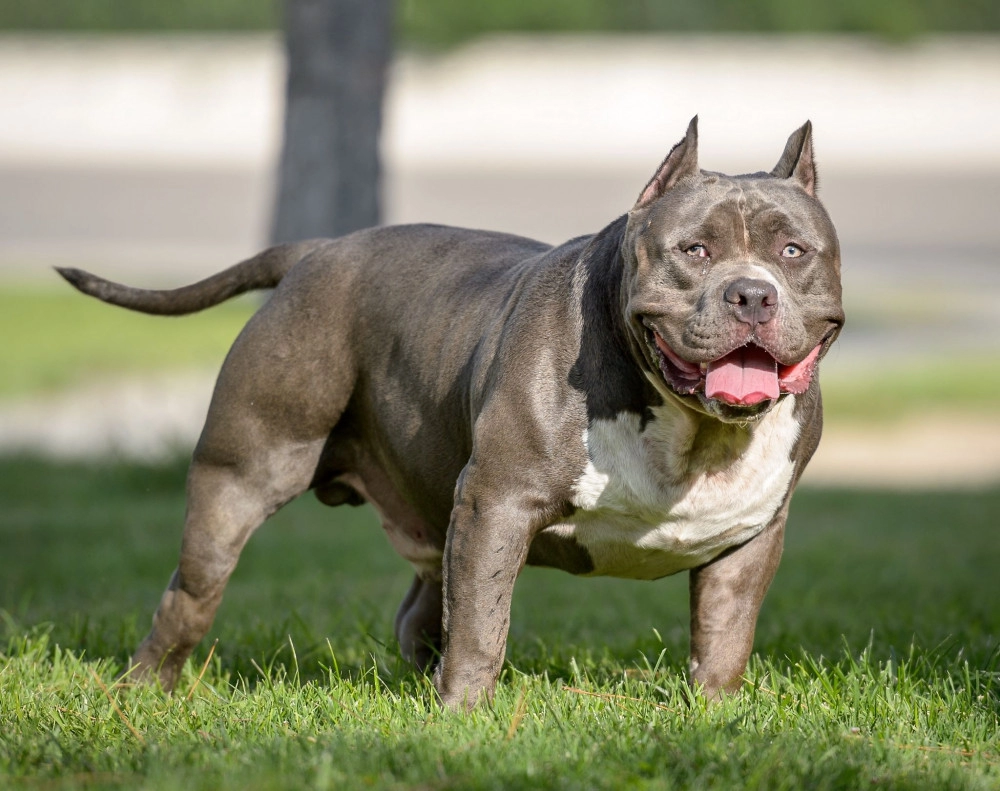 Chó pitbull - nguồn gốc đặc điểm giá bán và cách thuần hóa