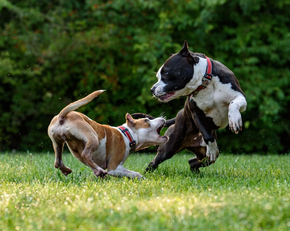 Chó pitbull - nguồn gốc đặc điểm giá bán và cách thuần hóa