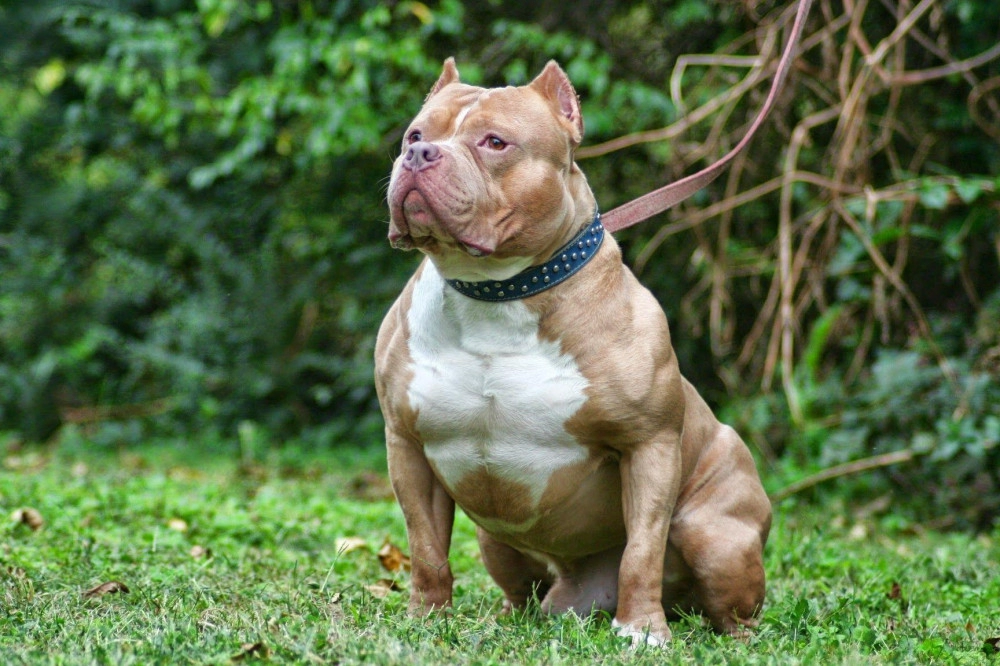 Chó pitbull - nguồn gốc đặc điểm giá bán và cách thuần hóa