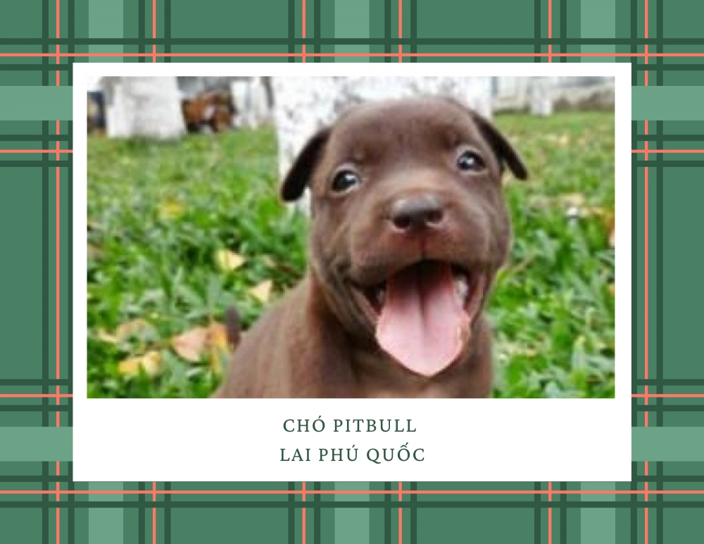 Chó pitbull - nguồn gốc đặc điểm giá bán và cách thuần hóa