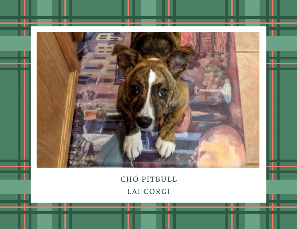 Chó pitbull - nguồn gốc đặc điểm giá bán và cách thuần hóa