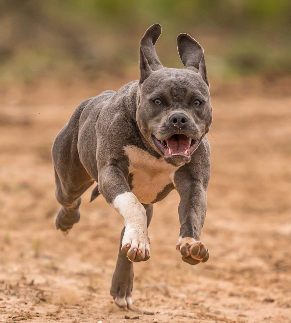 Chó pitbull - nguồn gốc đặc điểm giá bán và cách thuần hóa