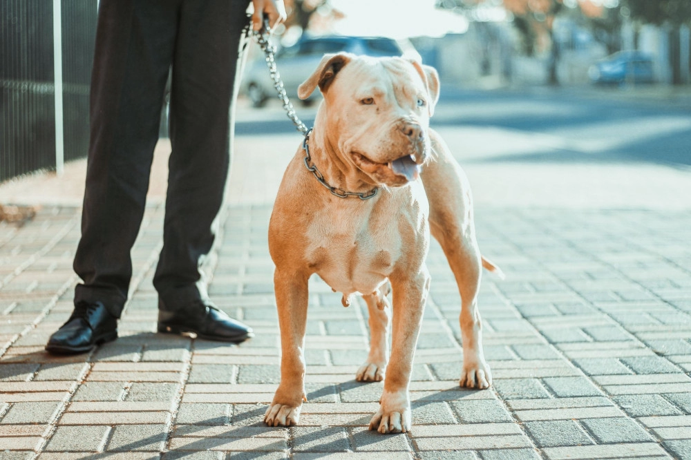 Chó pitbull - nguồn gốc đặc điểm giá bán và cách thuần hóa