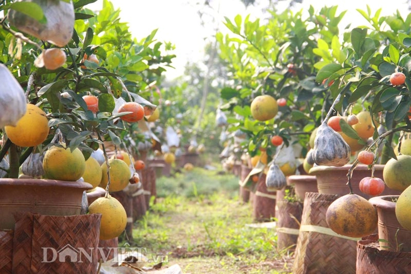 Chưa tết cây thập toàn thập mỹ đã có nguy cơ cháy hàng