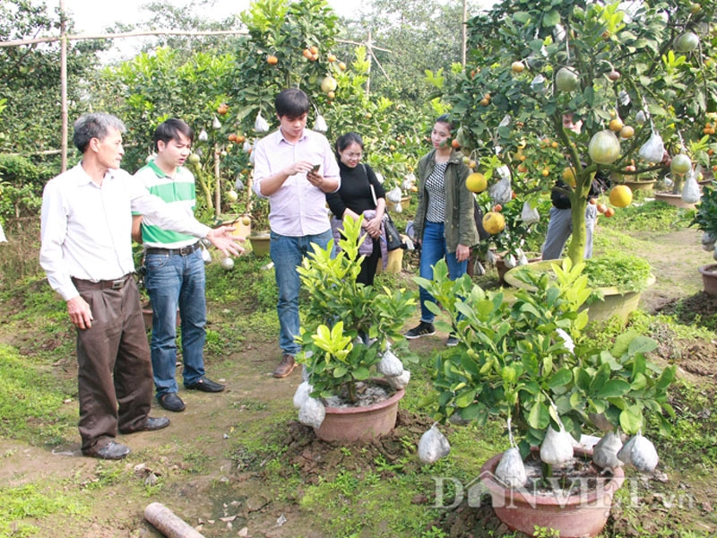 Chưa tết cây thập toàn thập mỹ đã có nguy cơ cháy hàng