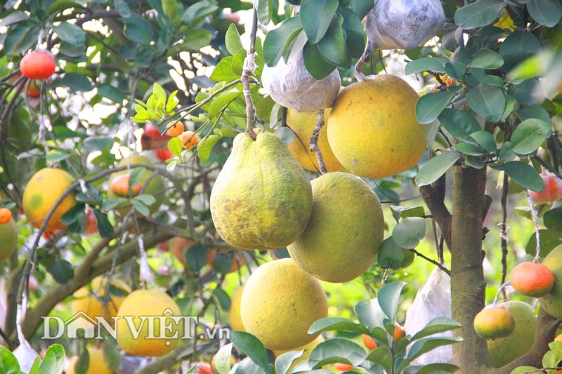 Chưa tết cây thập toàn thập mỹ đã có nguy cơ cháy hàng