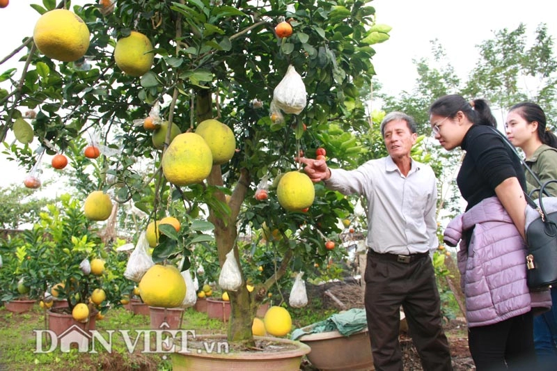 Chưa tết cây thập toàn thập mỹ đã có nguy cơ cháy hàng