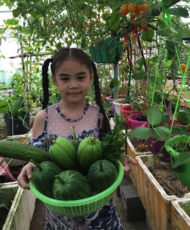Con gái thích dâu tây mua không có mẹ việt đầu tư 250k trồng 200 cây sân thượng trĩu quả