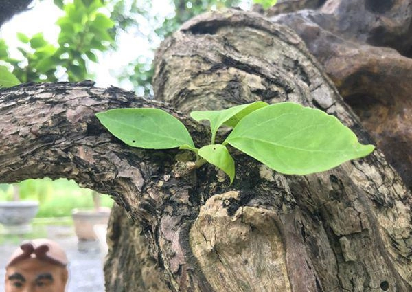 Đại gia bỏ gần nửa tỷ đồng chỉ để mua cây hoa giấy về ngắm chơi