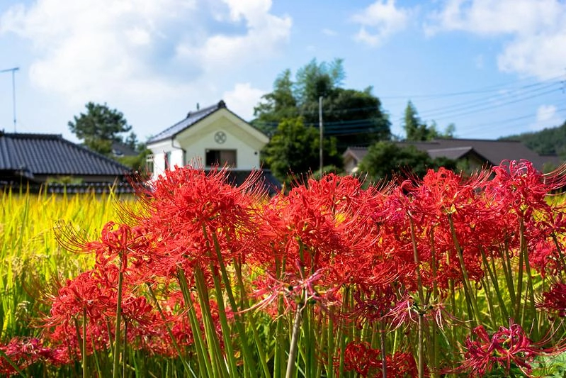 Hoa bỉ ngạn - phân loại ý nghĩa sự tích và những sự thật