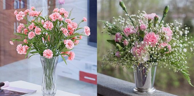 Hoa cẩm chướng đặc điểm ý nghĩa và cách chăm sóc ra hoa đẹp