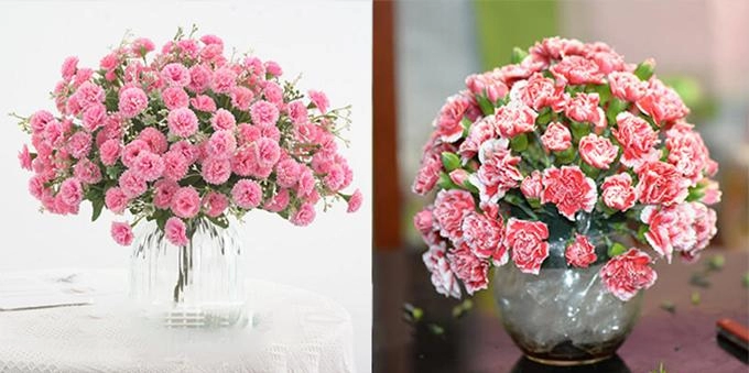 Hoa cẩm chướng đặc điểm ý nghĩa và cách chăm sóc ra hoa đẹp