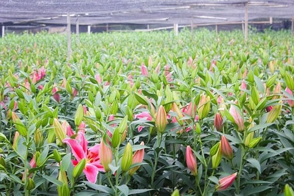 Hoa ly - phân loại ý nghĩa cách trồng và chăm sóc