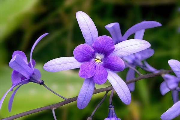 Hoa mai xanh - đặc điểm cách trồng và chăm sóc cây mau ra hoa