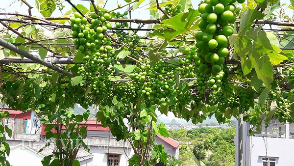 Hoa mắt với giàn nho pháp siêu mắn trên sân thượng tầng 3