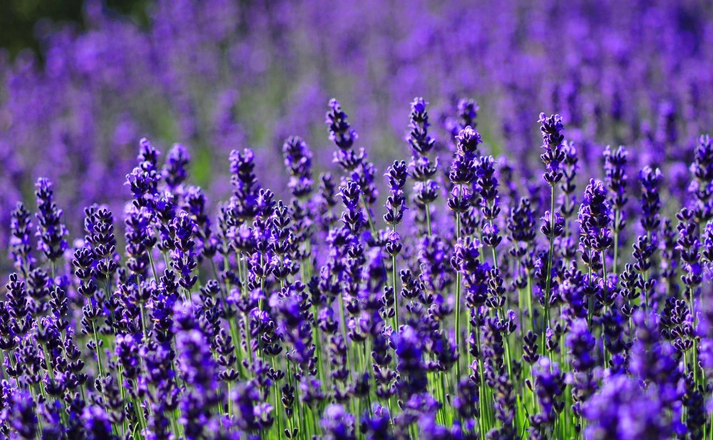 Hoa oải hương - nguồn gốc ý nghĩa cách trồng và chăm sóc hoa lavender